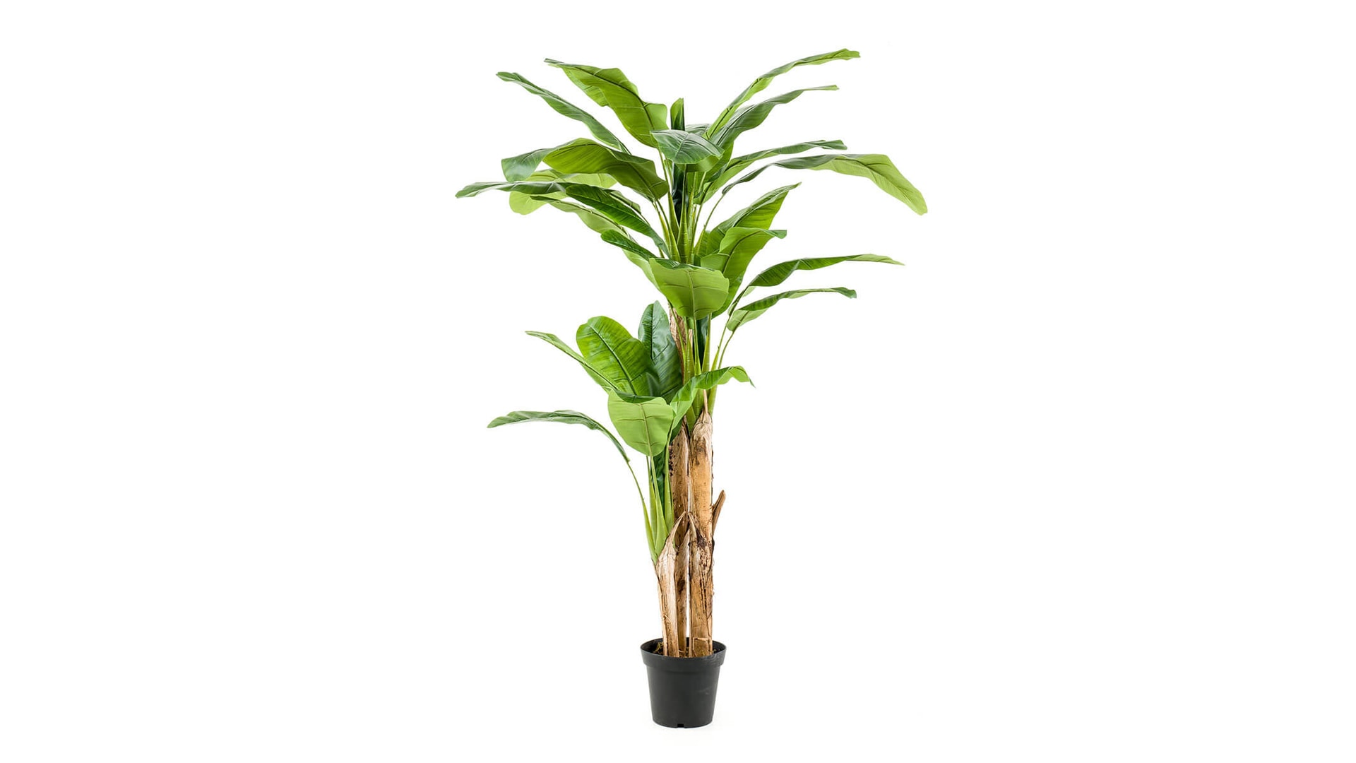 CJ Decor plantas,CJ Decor arvores,CJ Decor floresCJ Decor verde