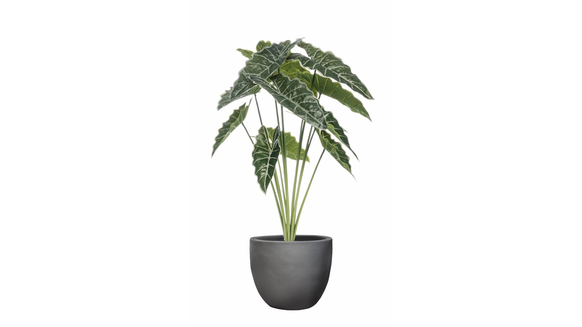 CJ Decor plantas,CJ Decor arvores,CJ Decor floresCJ Decor verde