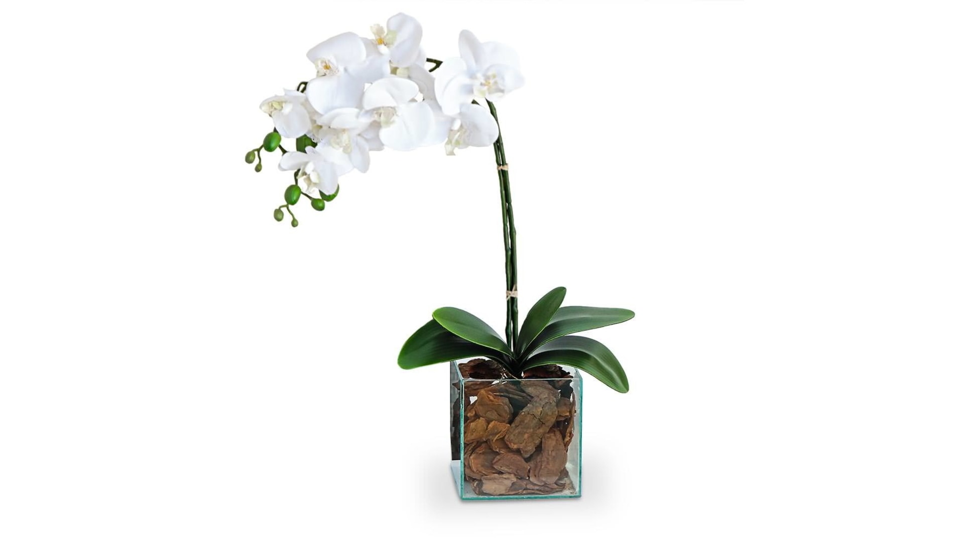 CJ Decor plantas,CJ Decor arvores,CJ Decor floresCJ Decor verde
